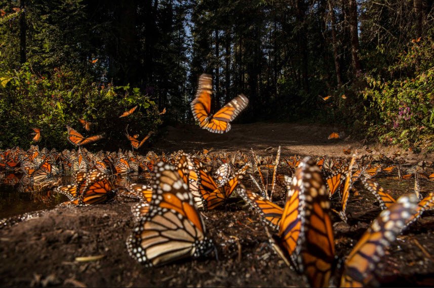 Mariposa Monarca, Mexico